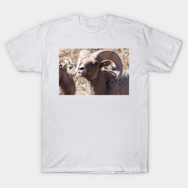 Toothy grin T-Shirt by gdb2